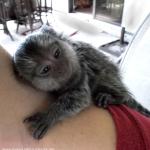 marmoset baby