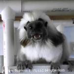 Cotton Top Tamarin