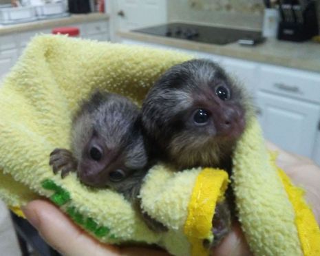Finger monkeys