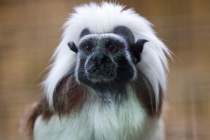 Cotton Top Tamarin