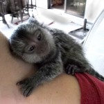 marmoset baby