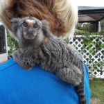 adolescent marmoset male