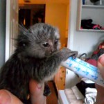 feeding a baby marmoset