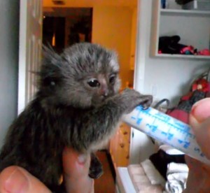 hand_feeding_1