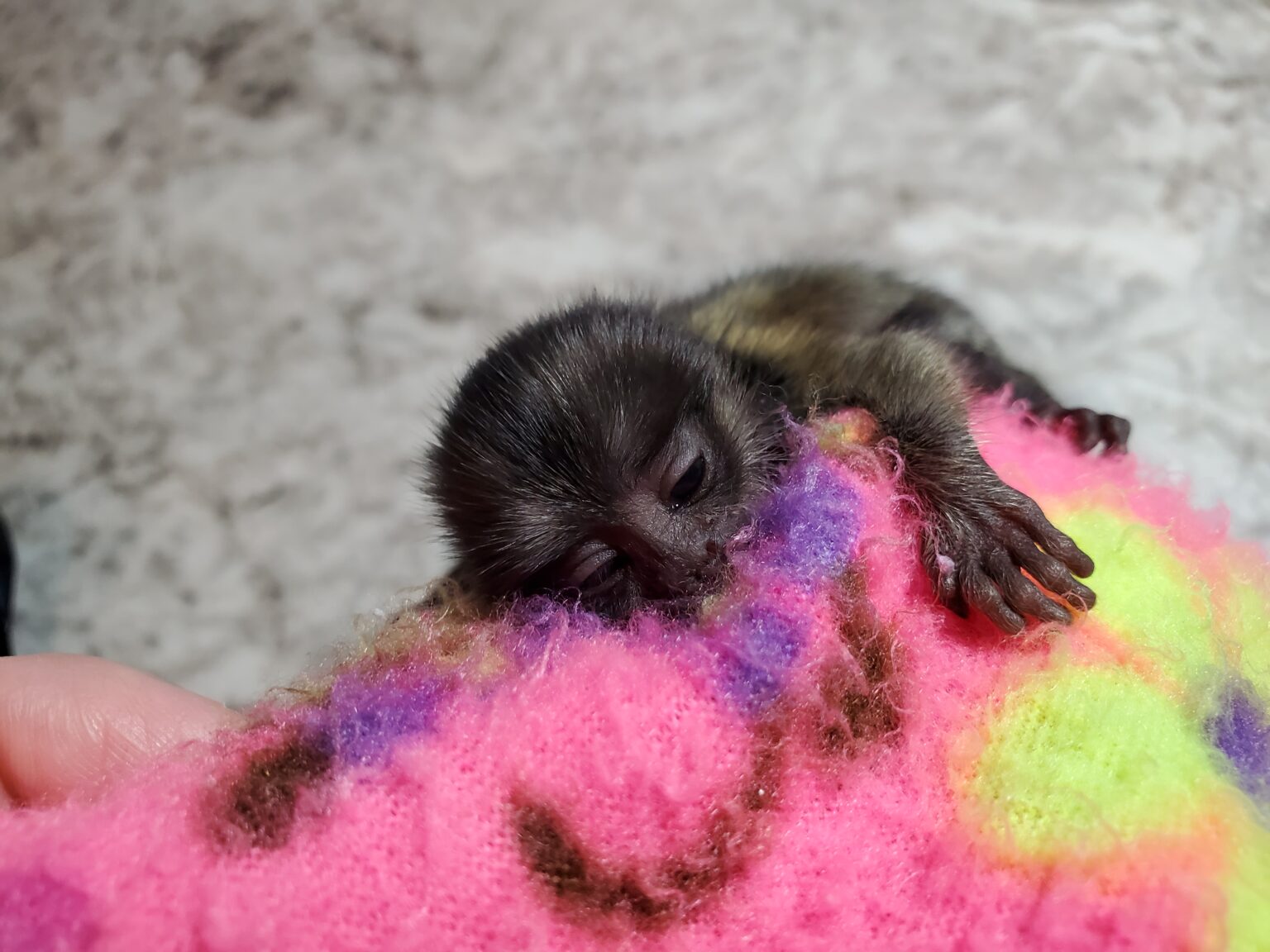 BABY MONKEYS FOR SALE - Marmosetmonkeysfl.com