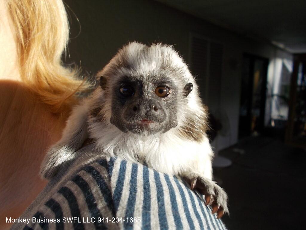 BABY MONKEYS FOR SALE